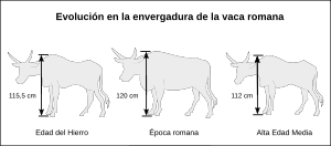 Archivo:Evolución vaca romana