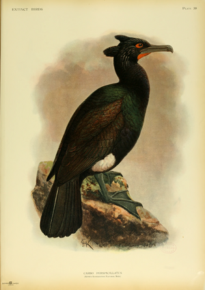 Archivo:Extinctbirds1907 P39 Carbo perspicillatus0369