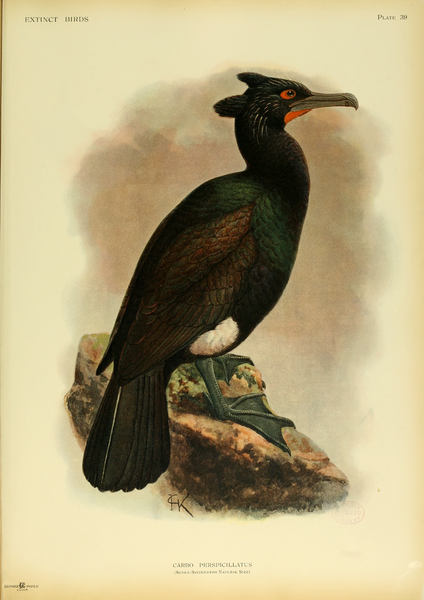 Extinctbirds1907 P39 Carbo perspicillatus0369