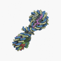 Four nucleosomes