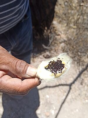 Archivo:Fruto y semillas de biznaga burra (Echinocactus platyacanthus)