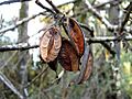 Fuinque (Lomatia ferruginea) - fruits by Inao Vásquez