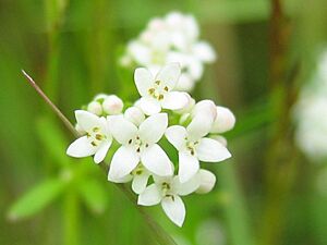 Archivo:Galium palustre detail