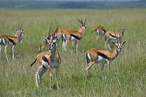 Archivo:Gazella thomsoni in Masai Mara