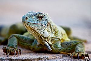 Archivo:Green iguana Bonaire