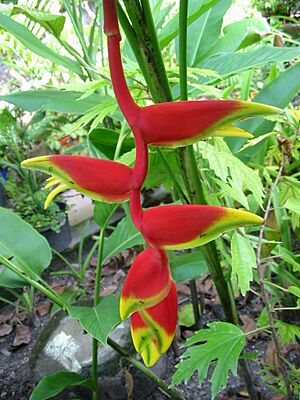 Archivo:Hanging Heliconia, Lobster Claw (325905869)