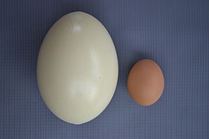 Archivo:Huevos ñandú y gallina 003