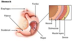 Archivo:Illu stomach2