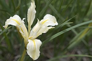 Archivo:Iris macrosiphon