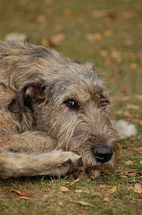 Archivo:Irish Wolfhound 06