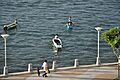 KK WaterFront Kids