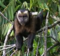Large-headed Capuchin - Sapajus macrocephalus