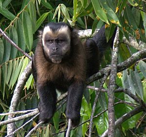 Archivo:Large-headed Capuchin - Sapajus macrocephalus