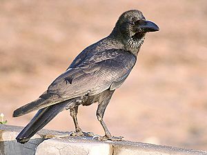 Archivo:Large billed Crow I2 IMG 9148