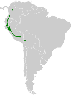 Distribución de Lesbia nuna