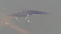Lissotriton vulgaris 9630