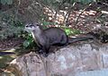 Lontra canadensis