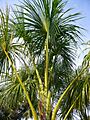 Mauritia flexuosa (Scott Zona) 001