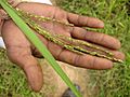 Medicinal Rice