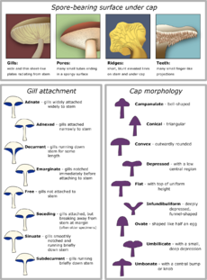 Archivo:Mushroom cap morphology2
