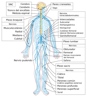 Archivo:Nervous system diagram-es