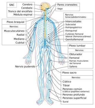 Nervous system diagram-es.svg