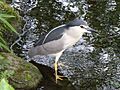 Nycticorax nycticorax 007