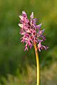 Orchis militaris - Valkse
