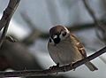 Passer montanus2