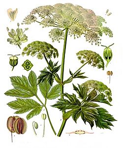 Peucedanum ostruthium - Köhler–s Medizinal-Pflanzen-236.jpg