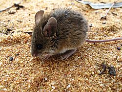 Pilliga Forest- Threatened Pilliga Mouse.jpg