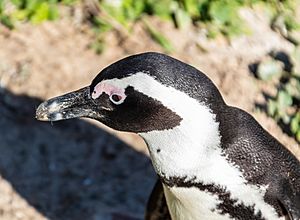 Archivo:Pingüino de El Cabo (Spheniscus demersus), Playa de Boulders, Simon's Town, Sudáfrica, 2018-07-23, DD 10