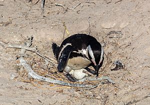 Archivo:Pingüinos de El Cabo (Spheniscus demersus), Playa de Boulders, Simon's Town, Sudáfrica, 2018-07-23, DD 16