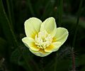 Platystemon californicus2