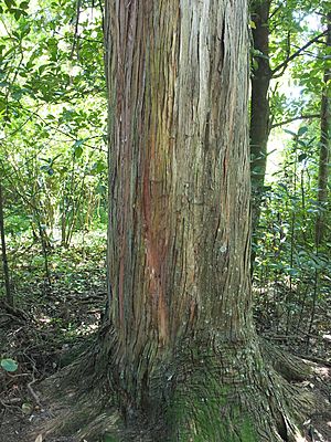 Archivo:Prouse Bush Totara