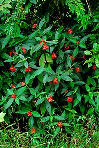 Psychotria poeppigiana.jpg
