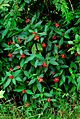 Psychotria poeppigiana