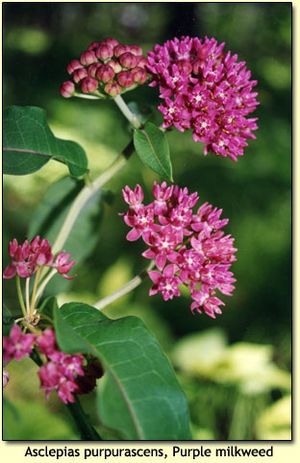 Archivo:Purple-milkweed-2003-scan