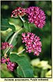 Purple-milkweed-2003-scan