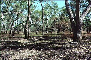 Archivo:Riparian eucalyptus coolabah savanna