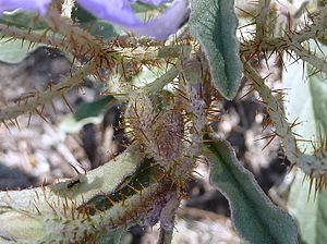 Archivo:S.eleagnifolium espinas1