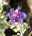 Salvia dorrii 10