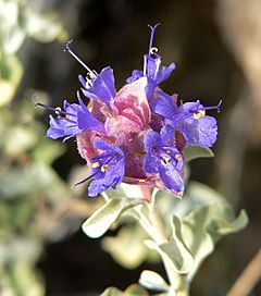 Archivo:Salvia dorrii 10