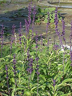 Salvia farinacea1.jpg