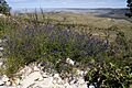 Salvia lycioides - Flickr - aspidoscelis