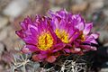 Sclerocactus wetlandicus (5882151596)