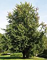 Silber-Ahorn (Acer saccharinum)