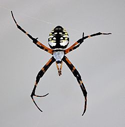 Spider b1.jpg