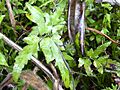 Starr 031118-0035 Lygodium japonicum