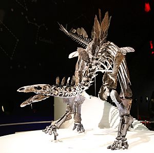 Archivo:Stegosaurus (Natural History Museum, London)